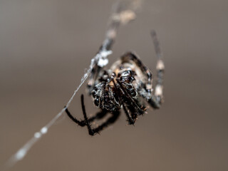 Close-up a Common Web Spider