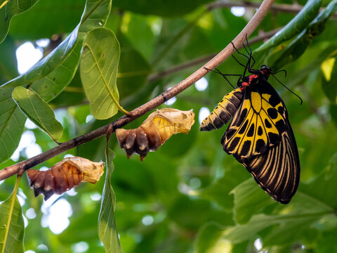 A golden birdwing butterfly has just emerged from her chrysalis