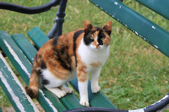 Katzenrasse - American Wirehair auf einer alten Gartenbank