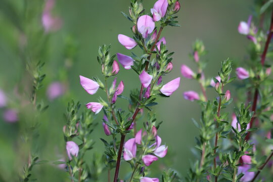 Ononis spinosa. Blooming pink and white spiny restharrow.
