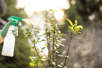 Garden pump sprayer. The gardener sprays apple tree in the garden with a spray bottle. Pest control...