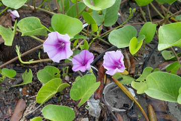 A sandy beach filled with human-made garbage