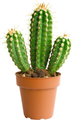 Desert Jewel: Potted Cactus