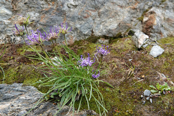 Closeup on a blue flowering Globe-headed Rampion wildflower, Phyteuma hemisphaericum in the Austrian alps