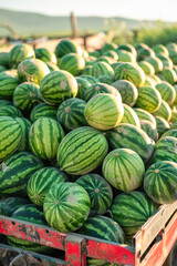 In a green field, a wagon with watermelons, a nutritious staple food rich in natural goodness