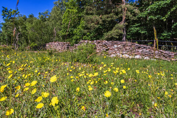 Flowering hieracium pilosella flowers on a sunny meadow