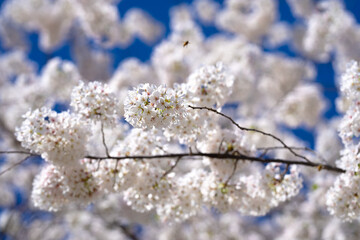 Flowering tree branch with white flowers. Spring background. Blooming tree branches white flowers and blue sky background, close up. Cherry blossom, sakura garden, spring orchard, spring sunny day.