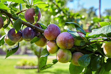 Branch of fruitful plum on the background of a green sunny garden