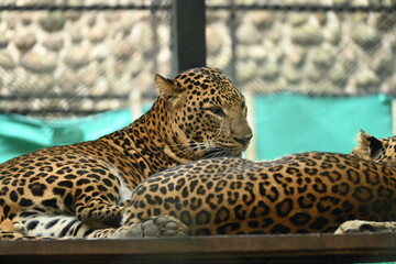 Leopard