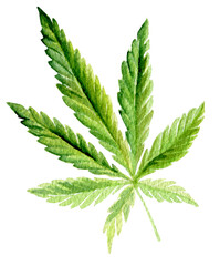 Green cannabis indica leaf painted watercolor. Realistic illustration of plant. Hand drawn marijuana isolated on white