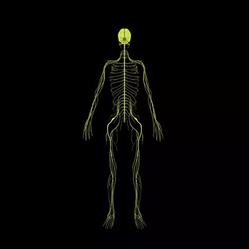 "Sensory Nerves" Images – Browse 419 Stock Photos, Vectors, and Video ...