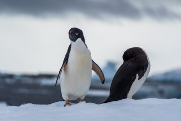 Obraz premium Close-up of two Adelie Penguins - Pygoscelis adeliae- standing on an iceberg, near the fish islands, on the Antarctic Peninsula