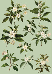 Beautiful jasmine flower in illustration style