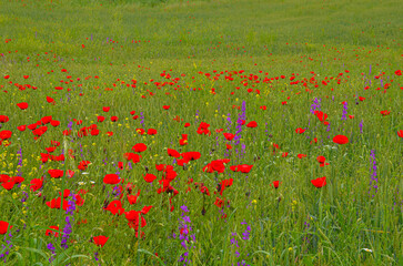 red poppies and purple eastern larkspur flowers on the meadow in Caucasus (Kveshi, Georgia)