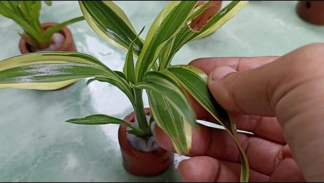 Hand holding Variegated leaves Dracaena sanderiana in a tiny clay pot. This dacraena is very small, and used used as an aquarium decoration plant.