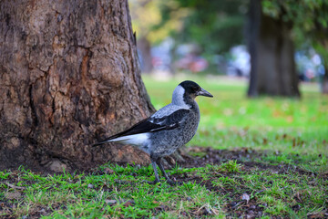 Juvenile Australian Magpie on Grass