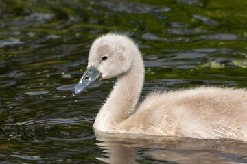 Close-up portrait of a gray mute swan Cygnus olor) chick swimming on the water