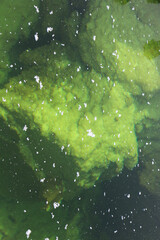 crystal pond in danakil depression