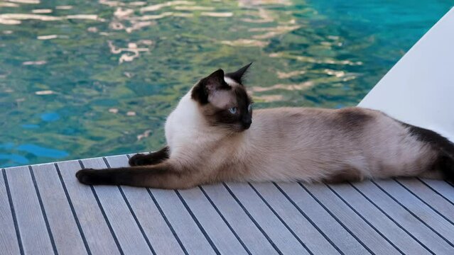 young siamese female cat on teak deck of a sailing boat, summer vacation, travel with pets, chilling luxury holiday, catching flies