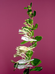 Blooming decorative honeysuckle on a pink background