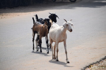 Fototapeta premium Goats Walking on tha road to Farm