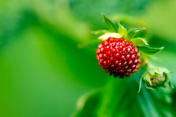 wild strawberries close-up sunny day, rich green background