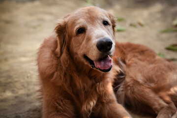Fototapeta premium A senior Golden Retriever lounging in the yard