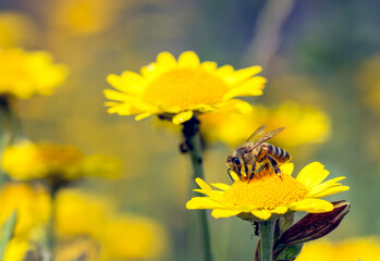 honey bee on a yellow flower, blurred meadow on background