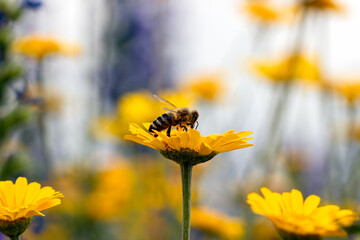 honey bee on a yellow flower, warm sunny day,flowers background