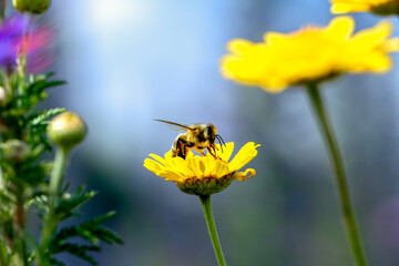 honey bee on a yellow flower, warm sunny day, sky background