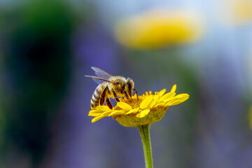 honey bee on a yellow flower, warm sunny day