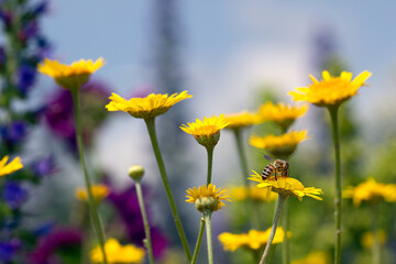 Fototapeta premium bee sits on a yellow flower in a beautiful meadow on a sunny day