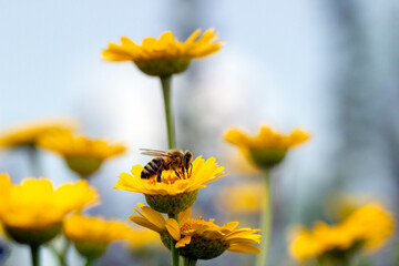 honey bee on yellow flower, warm sunny day, blurred sky background