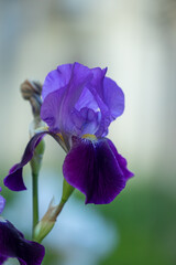 Close-up of a purple iris flower