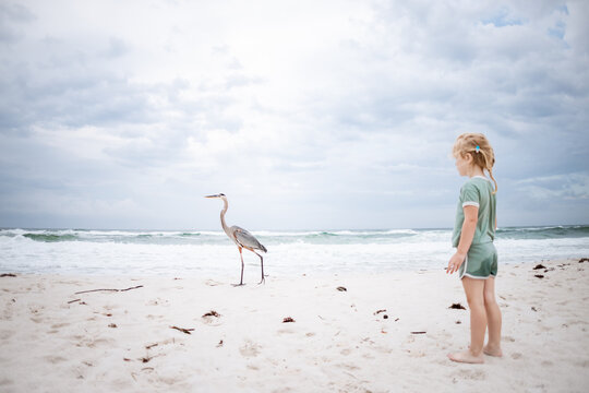 Young child standing on beach observing blue heron - Powered by Adobe