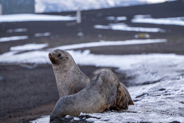 Antarctic fur seal on Deception Island