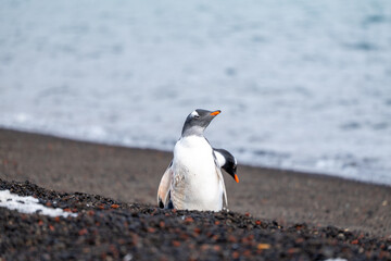 Group of Gentoo Penguins on Deception Island, Antarctica