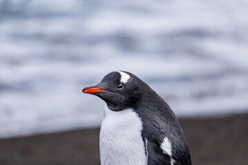 Naklejka premium Group of Gentoo Penguins on Deception Island, Antarctica
