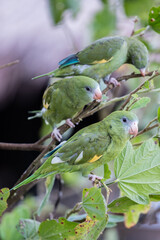 Green parrot on a branch
