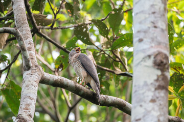 Sparrowhawk perched on a branch in the Mazonian jungle