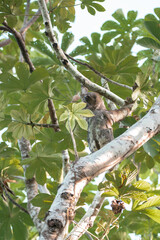 female sloth bear hanging from a branch of a tree in Yarumo