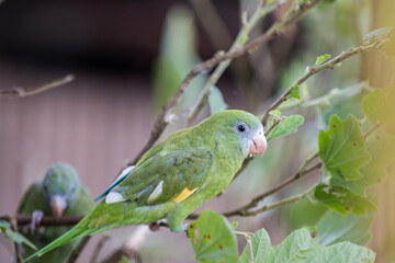 Green parrot on a branch
