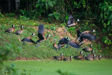 Flock of white-faced whistling ducks taking off in green rainforest