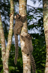 Couple of white-tufted-ear marmosets on tree branch in green area