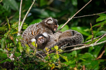 Couple of white-tufted-ear marmosets searching for parasites