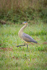 Whistling Heron in the Southern Pantanal of Mato Grosso do Sul