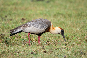 Buff-necked Ibis in the Southern Pantanal of Mato Grosso do Sul