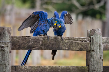 Blue hyacinth macaws playing and flapping their wings on wooden fence