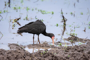 Bare-faced Ibis on lake in the Southern Pantanal of Mato Grosso do Sul