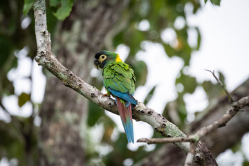 Yellow-collared Macaw in the Southern Pantanal